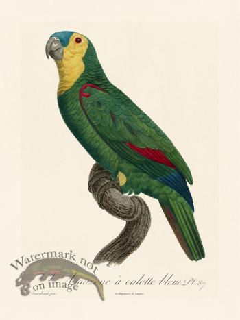 Barraband Parrot 087